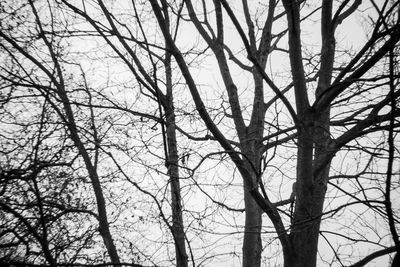 Low angle view of bare trees in forest