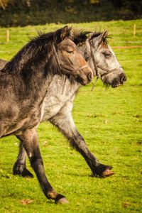 Horses on field