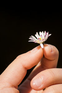 Close-up of hand holding white flower against black background
