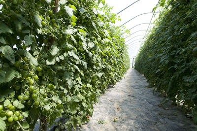 Footpath amidst trees and plants