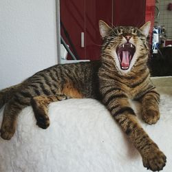 Close-up of cat yawning at home