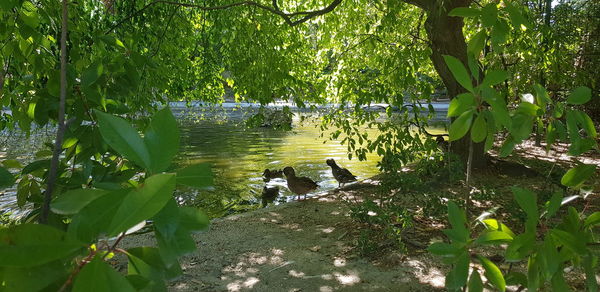 Scenic view of lake amidst trees in forest