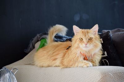 Portrait of cat sitting on sofa