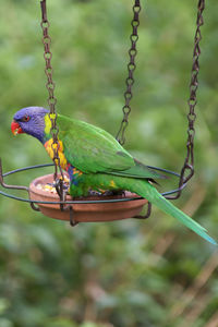 Close-up of bird perching on feeder