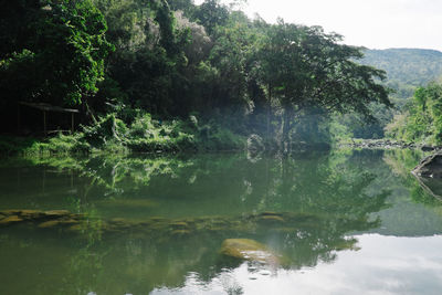 Scenic view of lake in forest
