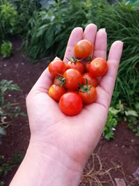 Cropped hands holding cherry tomatoes in garden