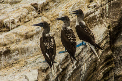 Bird perching on rock