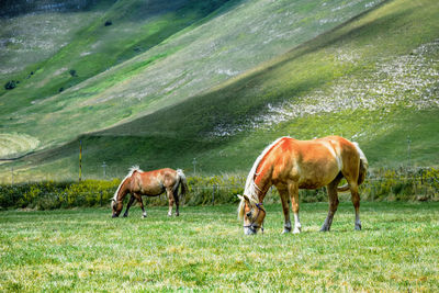 Horses grazing in a field