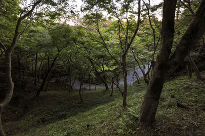 Trees in forest