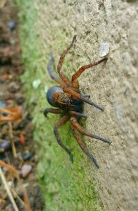 Close-up of insect