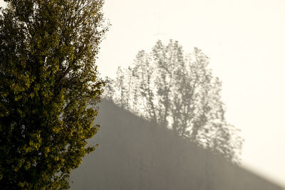 Low angle view of trees against sky