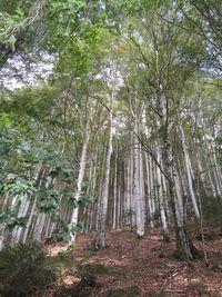 Low angle view of trees