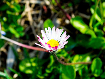 Close-up of pink water lily