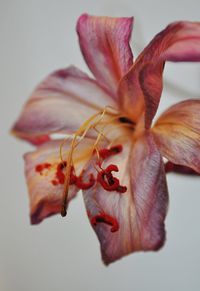 Close-up of pink flower