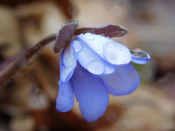 Close-up of purple flowers blooming