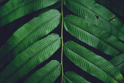 Full frame shot of green leaves