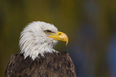 Close-up of eagle against blurred background