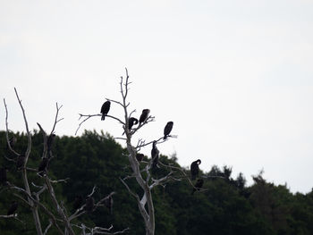 Low angle view of bird perching on a tree