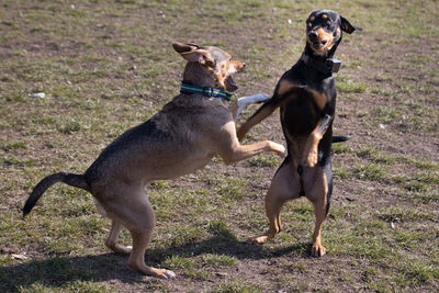 Two dogs on dirt road