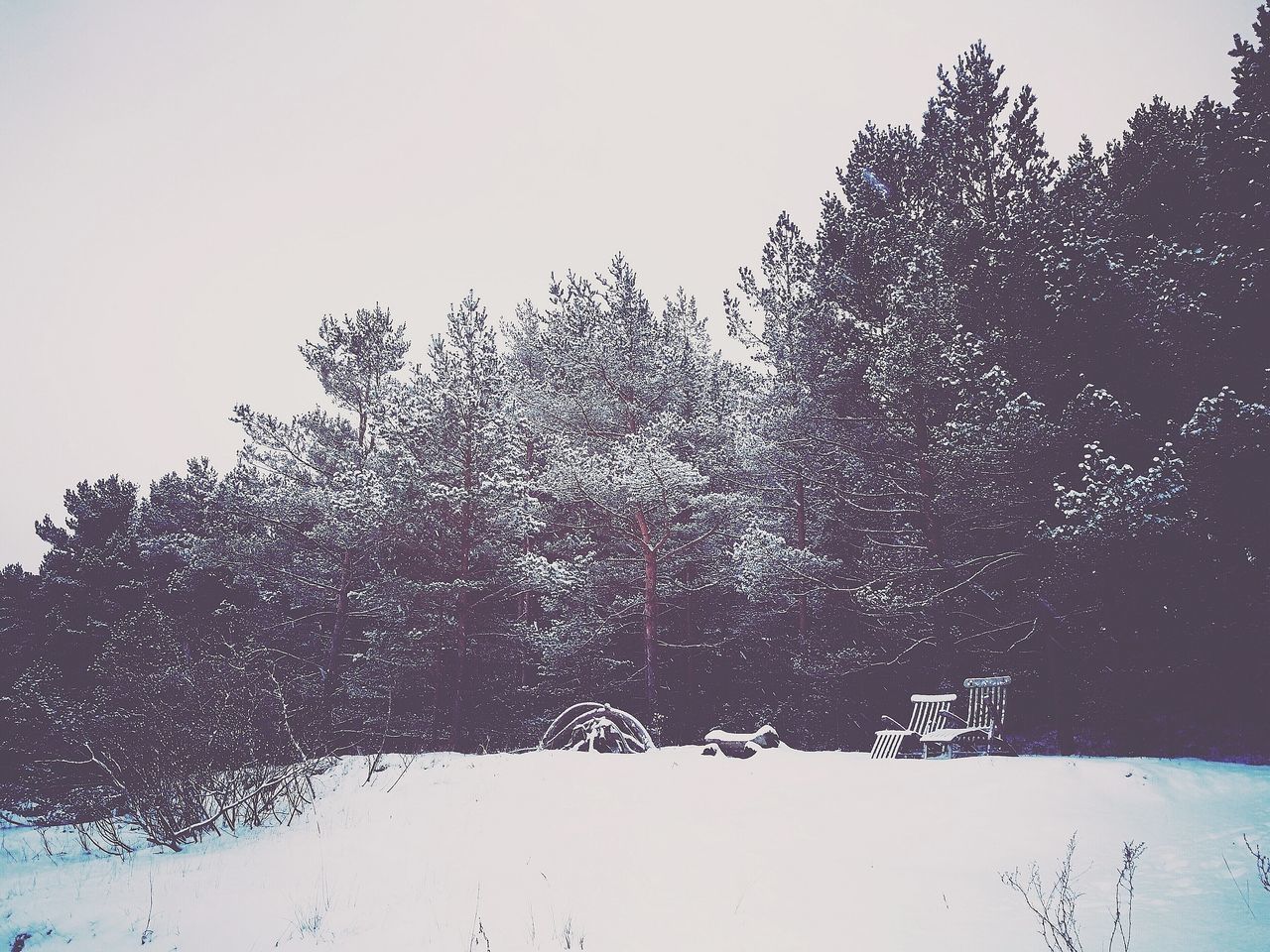 SNOW COVERED TREES AGAINST SKY