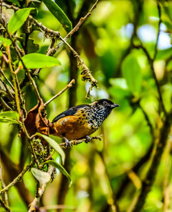 Close-up of a bird perching on branch