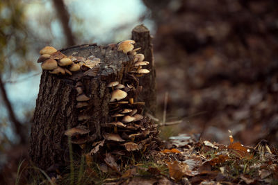 Close-up of mushrooms on tree trunk in forest