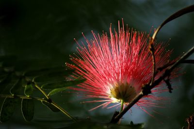 Close-up of red flower