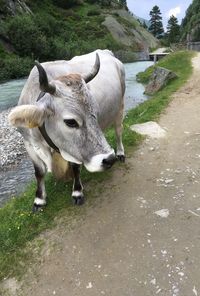 Cow standing in a field