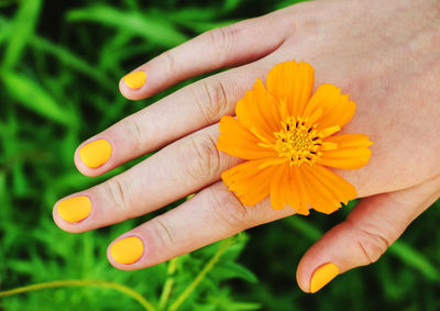 Close-up of hand holding yellow flower