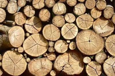 Full frame shot of logs in forest