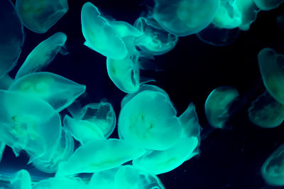 Close-up of jellyfish in sea