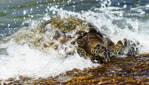 View of wave splashing on rock