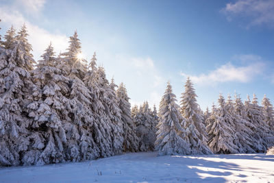 Colorful winter morning in the mountains at sunrise.