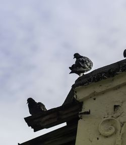 Low angle view of bird perching against sky