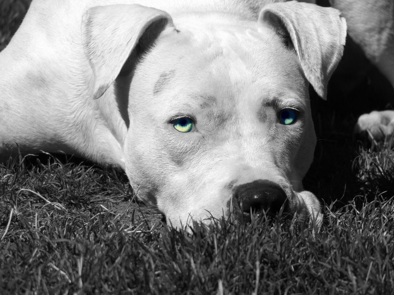 PORTRAIT OF DOG LYING ON GRASSY FIELD