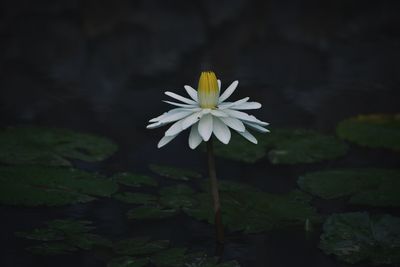 Close-up of white flower blooming outdoors