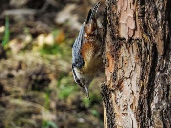 Close-up of bird perching on bark