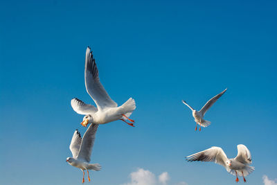 Low angle view of seagulls flying