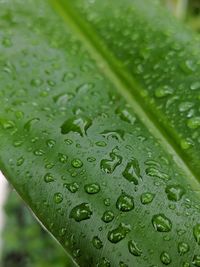 Close-up of raindrops on leaves