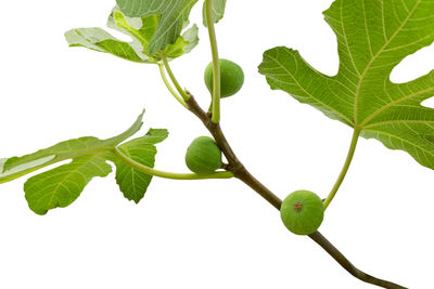 Close-up of green leaves over white background