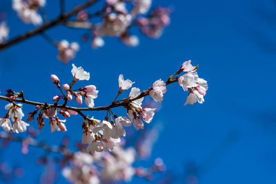 Low angle view of cherry blossom against blue sky