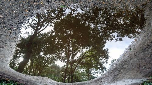 Low angle view of trees against sky