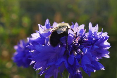 Close-up of bee pollinating on purple flower