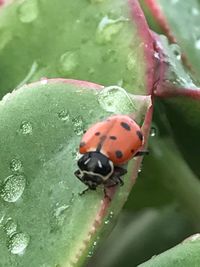 Close-up of ladybug on leaf