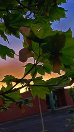 Low angle view of leaves on tree against sky