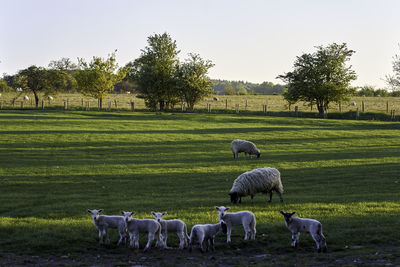 Sheep grazing in a field