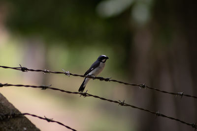 Bird perching on a fence