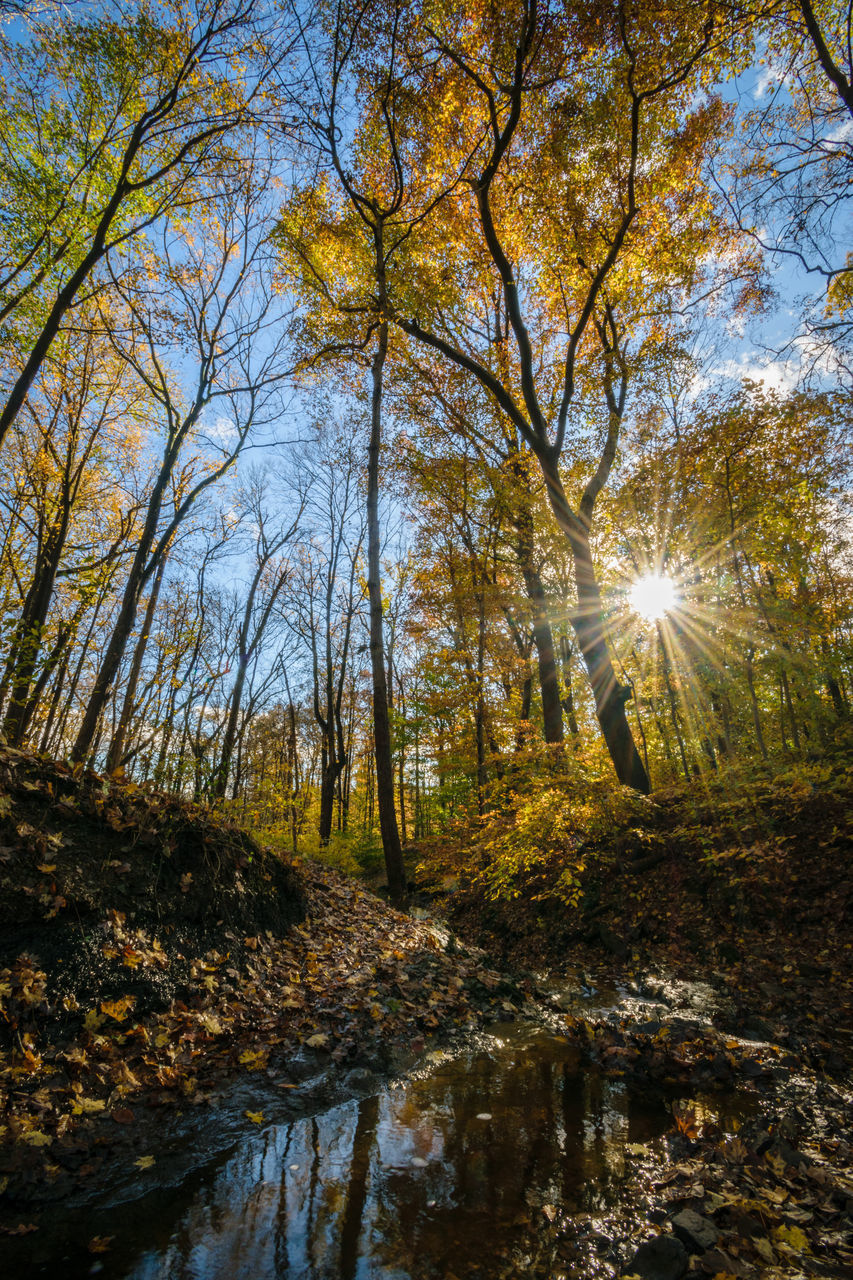 SCENIC VIEW OF FOREST AGAINST BRIGHT SUN IN SKY