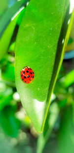 Close-up of ladybug on leaf