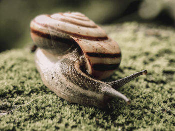 Close-up of snail on land